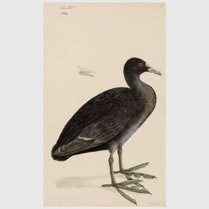 A Study of a Eurasian Coot, Fulica atra